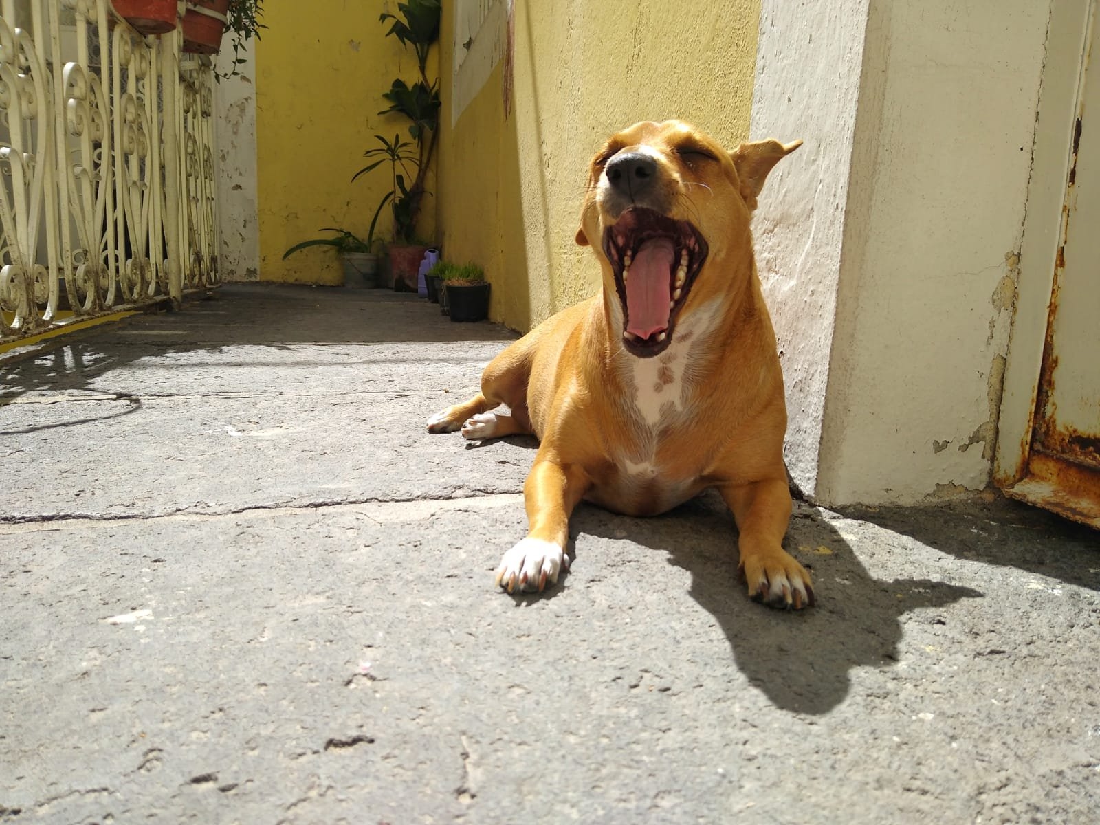 Ayuntamiento de Puebla celebrará el Día de los Animales y el Día del Perro