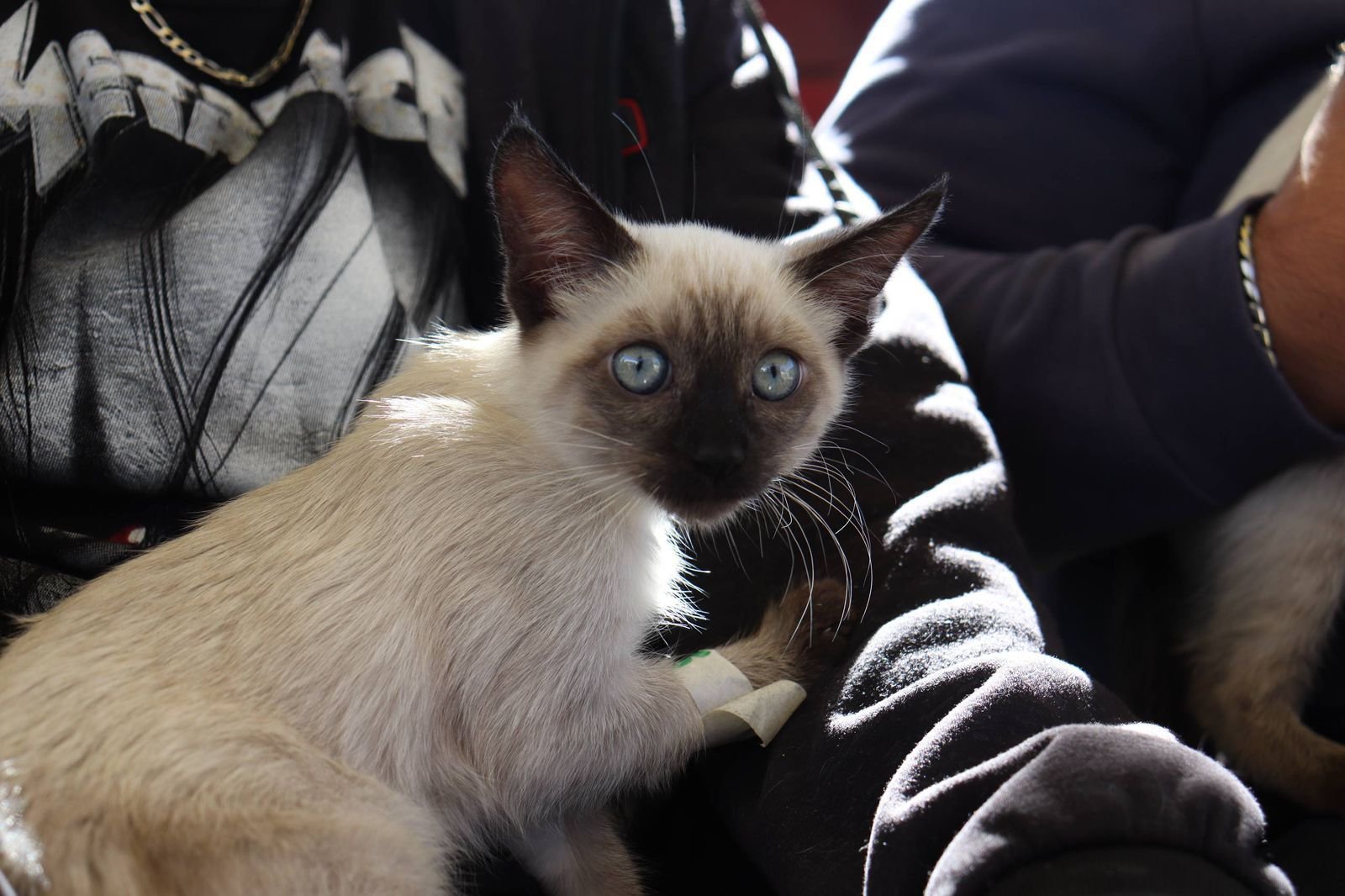 Continua Gobierno de la Ciudad acercando Jornadas de Bienestar Animal a más zonas de la capital