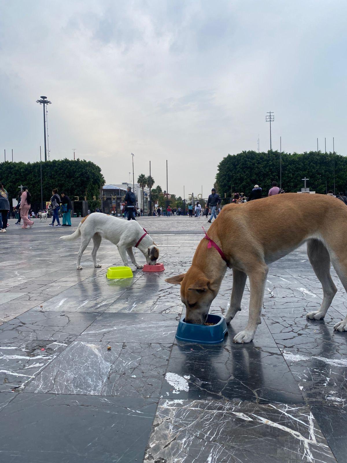 Activan operativo “Perrito Peregrino 2025” para proteger a mascotas durante las peregrinaciones a la Basílica