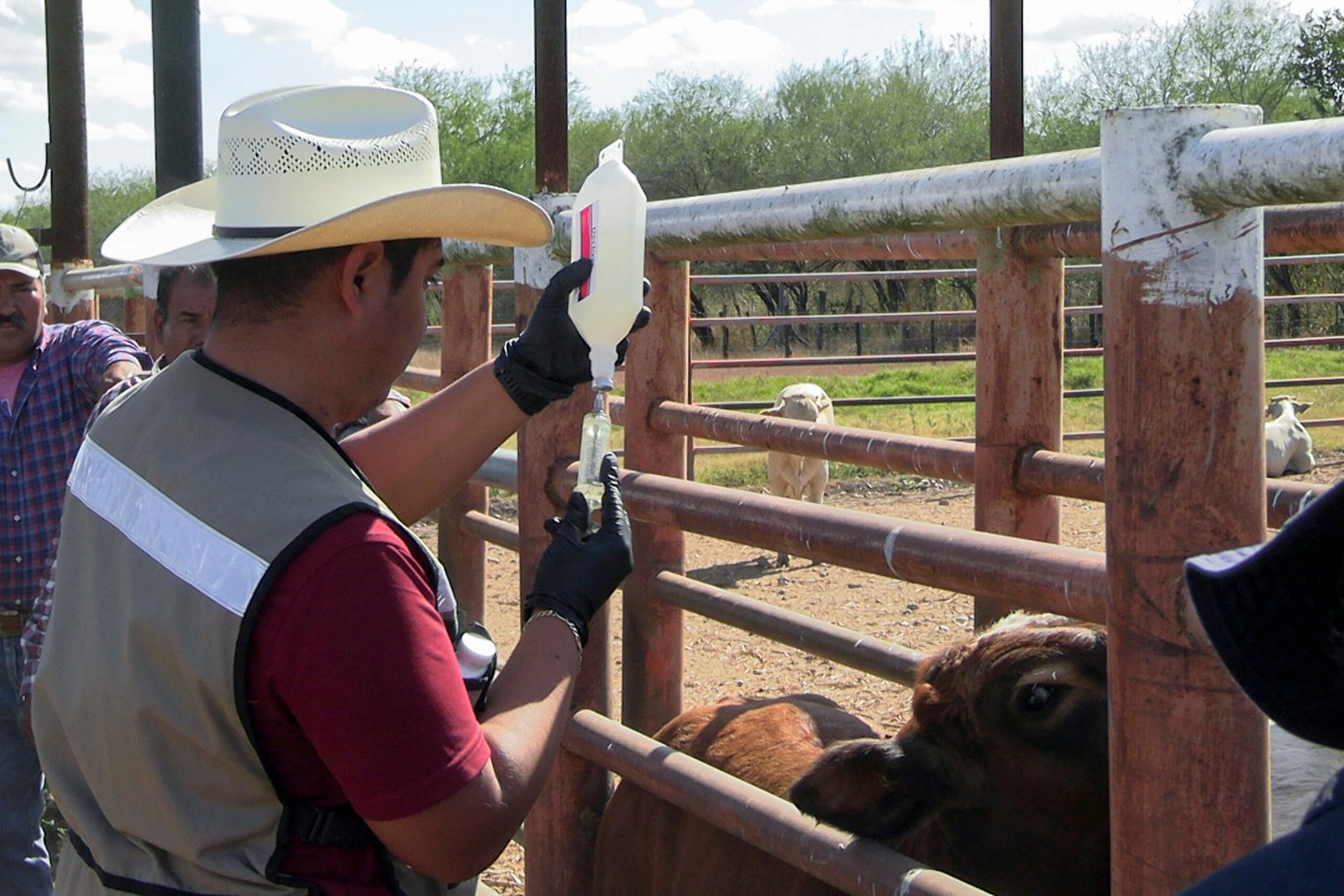 Disminuyen 86% de casos de gusano barrenador del ganado en Tamaulipas: AGRICULTURA