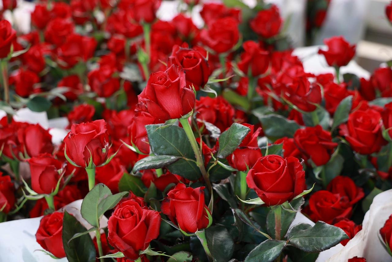 Gobierno de Puebla impulsa el consumo local de la rosa poblana