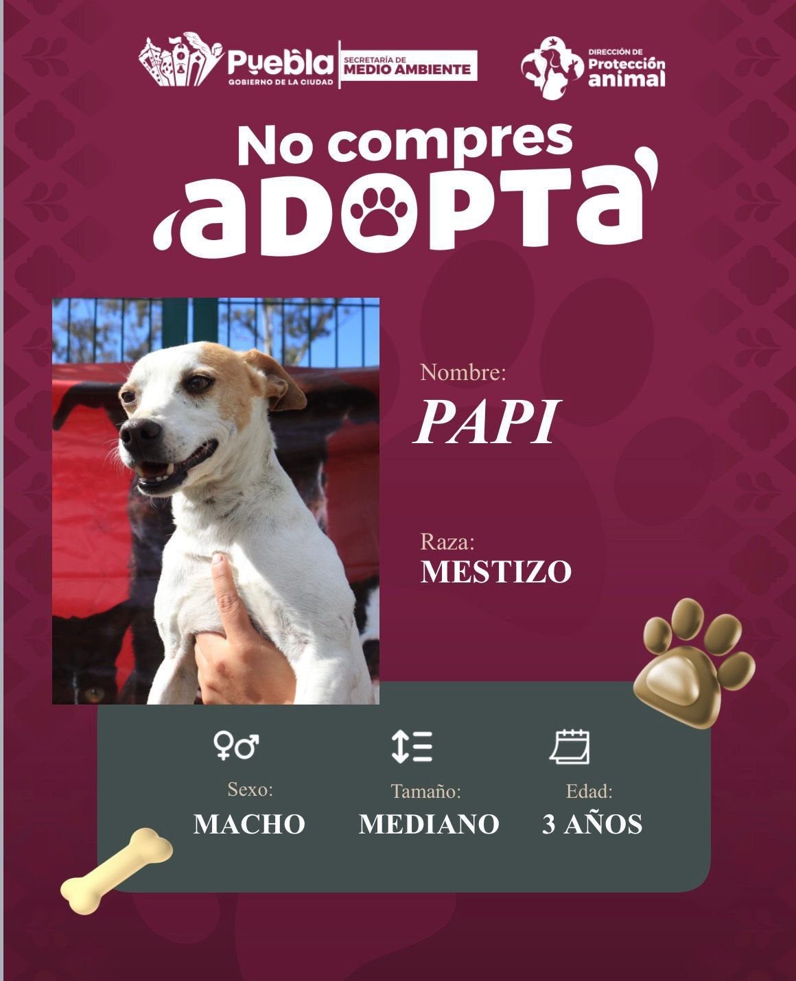 Impulsa Pepe Chedraui la adopción responsable de perritos