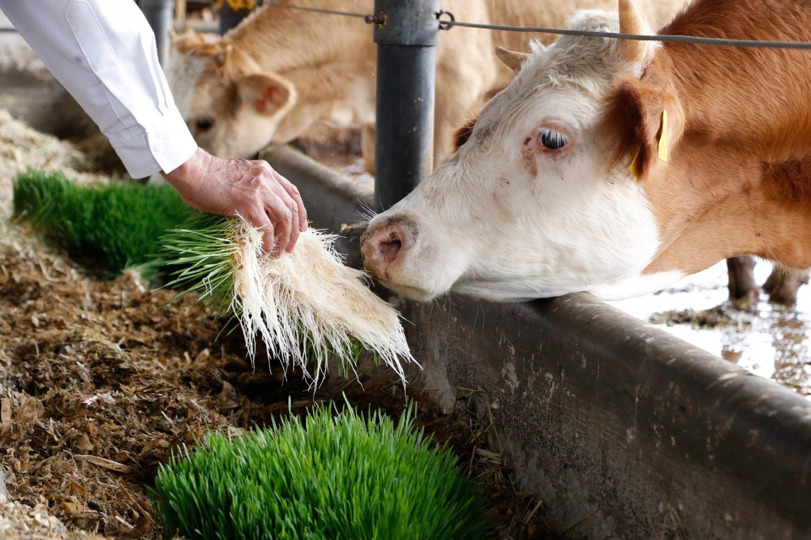 Altosano Granjas Carroll capacita para alimentar a pequeñas especies en el estiaje