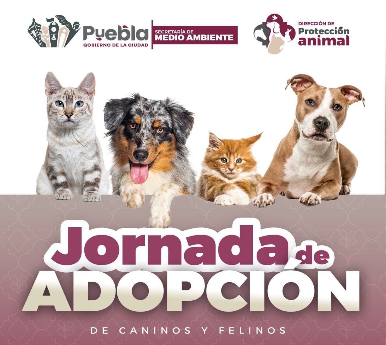 Gobierno de Pepe Chedraui invita a participar en las Jornadas de Adopción de Gatitos y Perritos