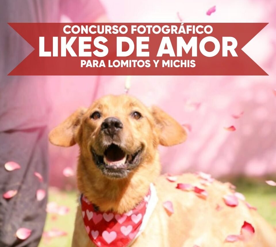 Instituto de Bienestar Animal lanza convocatoria para concurso fotográfico “Likes del Amor”