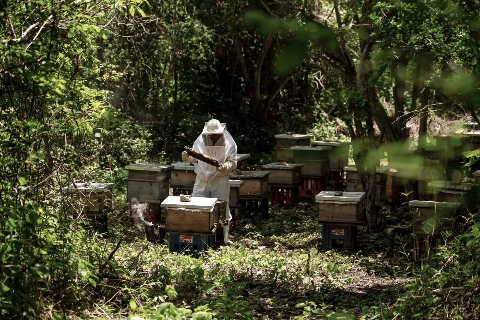 Producción récord de miel durante 2025, al alcanzar las 60 mil toneladas
