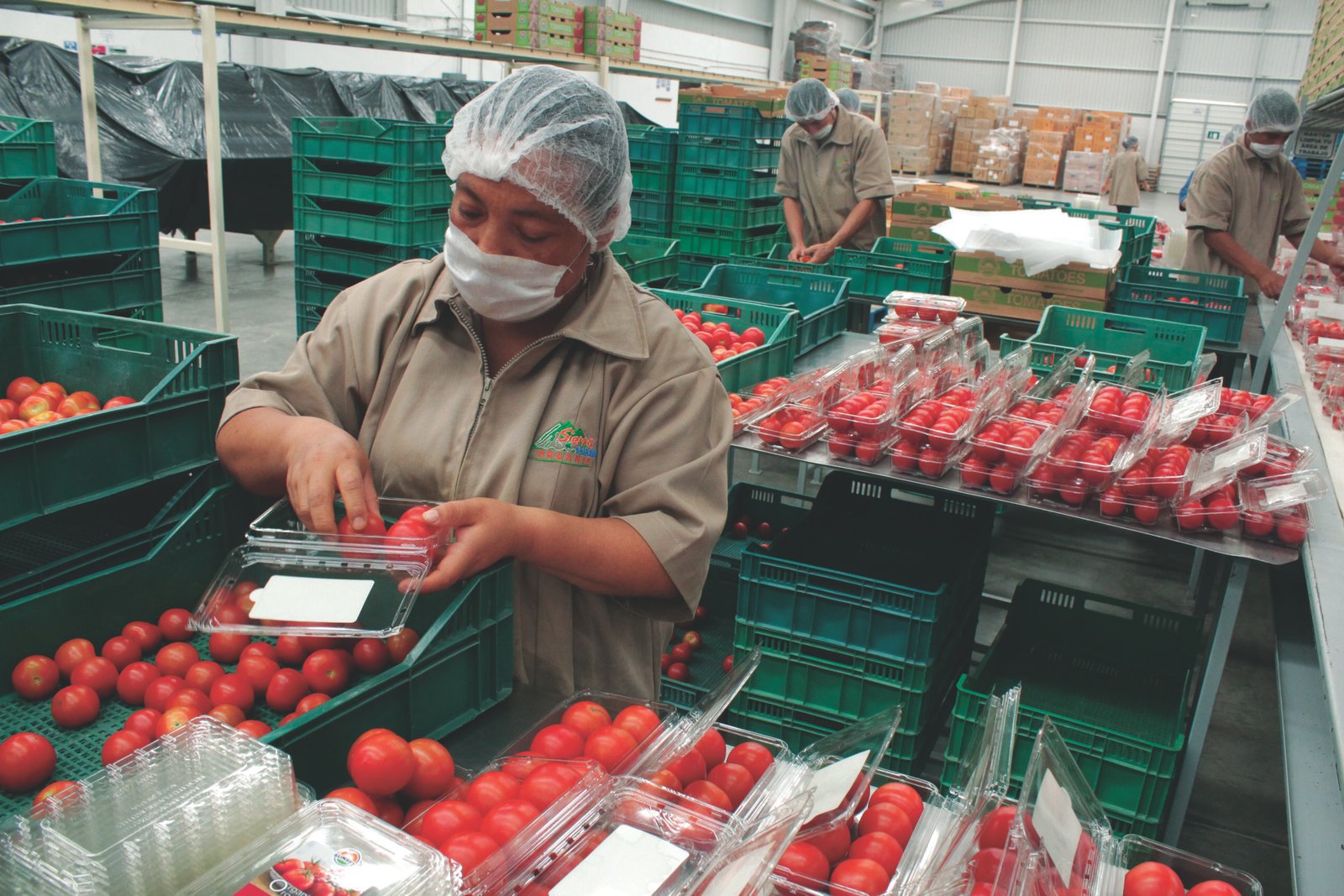 Acuerdo Nacional estabiliza el precio del jitomate por debajo de los 20 pesos, en beneficio de las familias mexicanas
