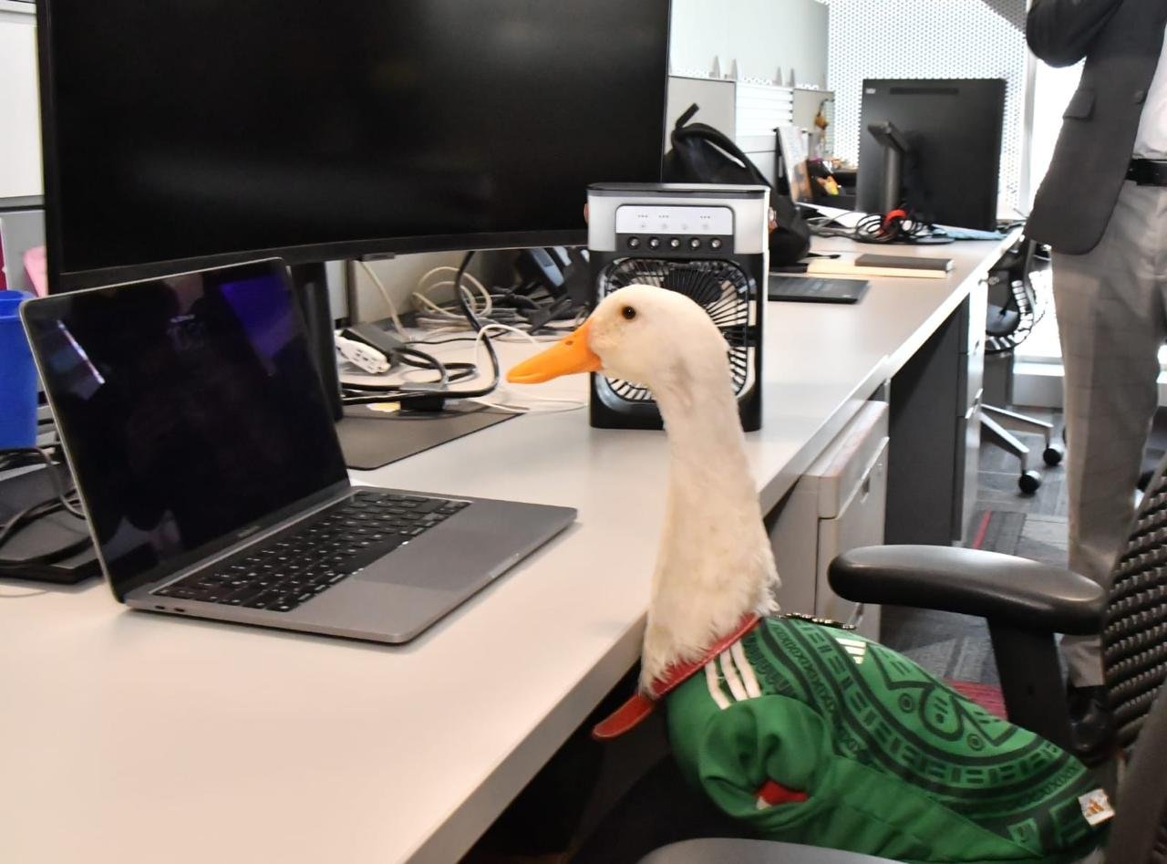 Inician el registro oficial de la marca “PATO MERLÍN” ante el IMPI tras su éxito viral en el Mundial 2026