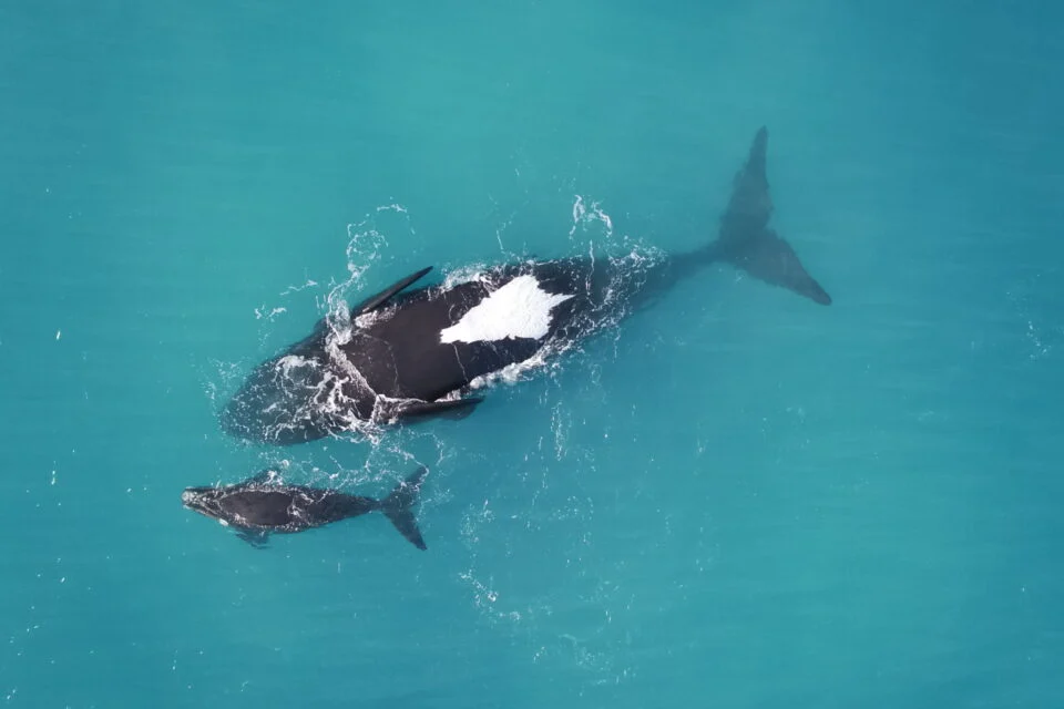 No están enfermas: Científicos descubren por qué las ballenas francas australes flotan «boca arriba»