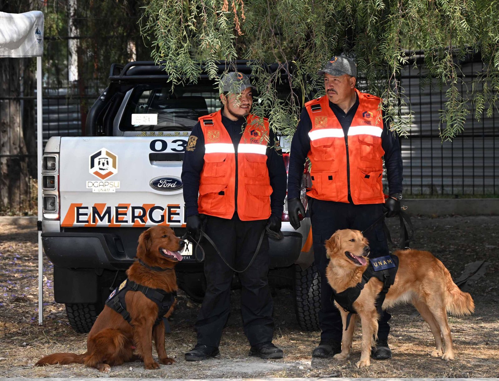 Integran a ‘Cuauhtli’ y ‘Balam’ a la Unidad Canina de la UNAM para reforzar la seguridad universitaria