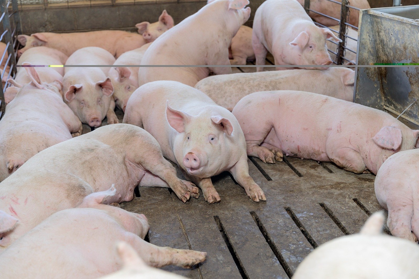 Gana Altosano Granjas Carroll Premio ROI Award 2026 en Smithfield Foods