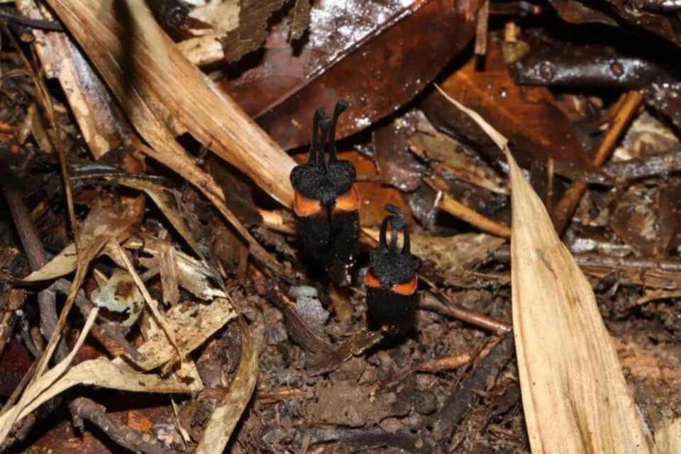 Descubren en Tailandia la ‘Thismia daemona’, una nueva especie de flor con apariencia diabólica