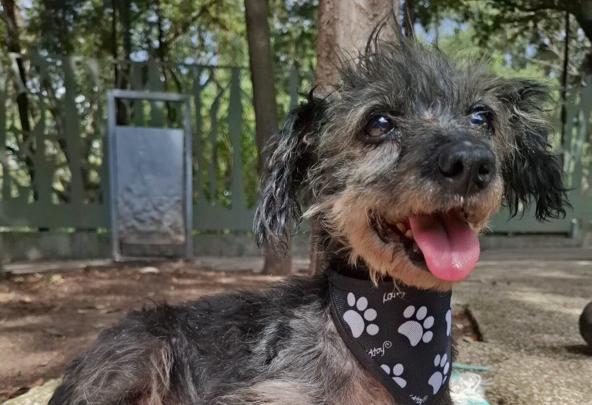 Rescata el SEDIF a «Nita», una canina víctima de crueldad animal en Huitzilan de Serdán