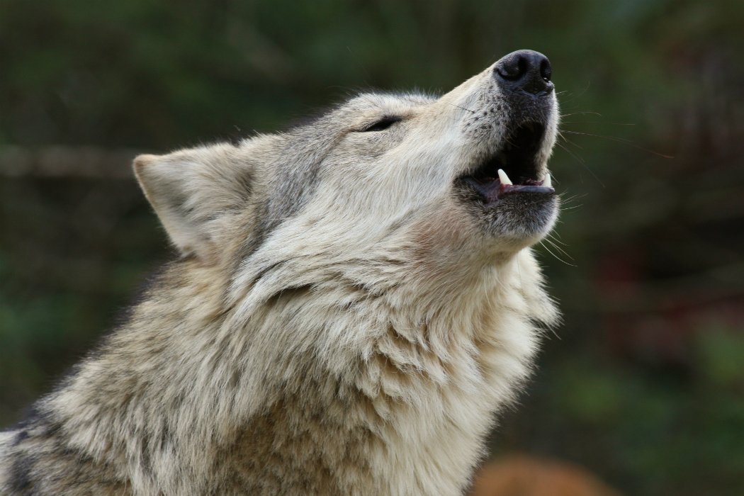 Piden desde el Senado reforzar protección binacional del lobo mexicano tras orden ejecutiva en EE. UU.