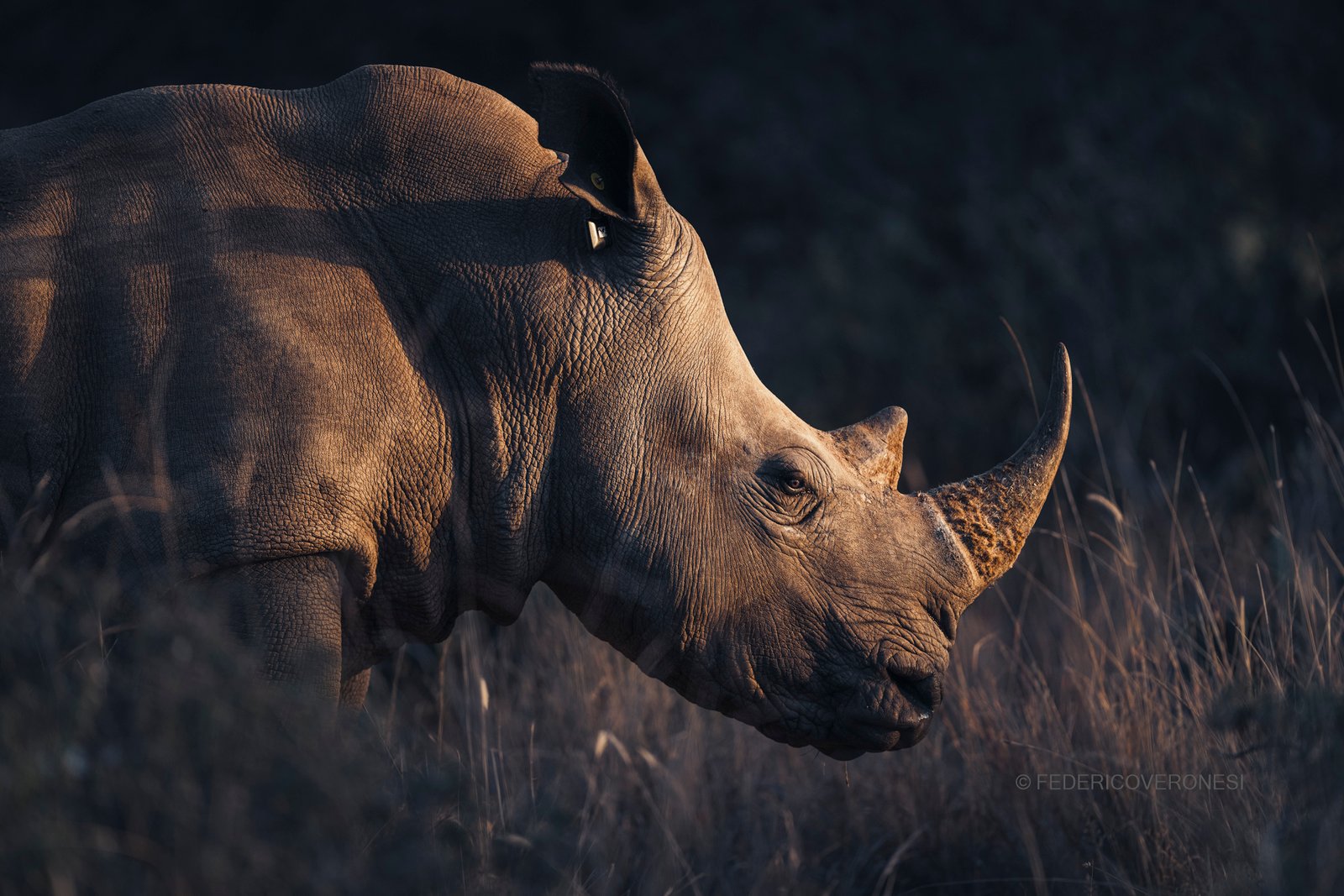 Revelan a los ganadores del certamen Wildlife Photographer of the Year 2026