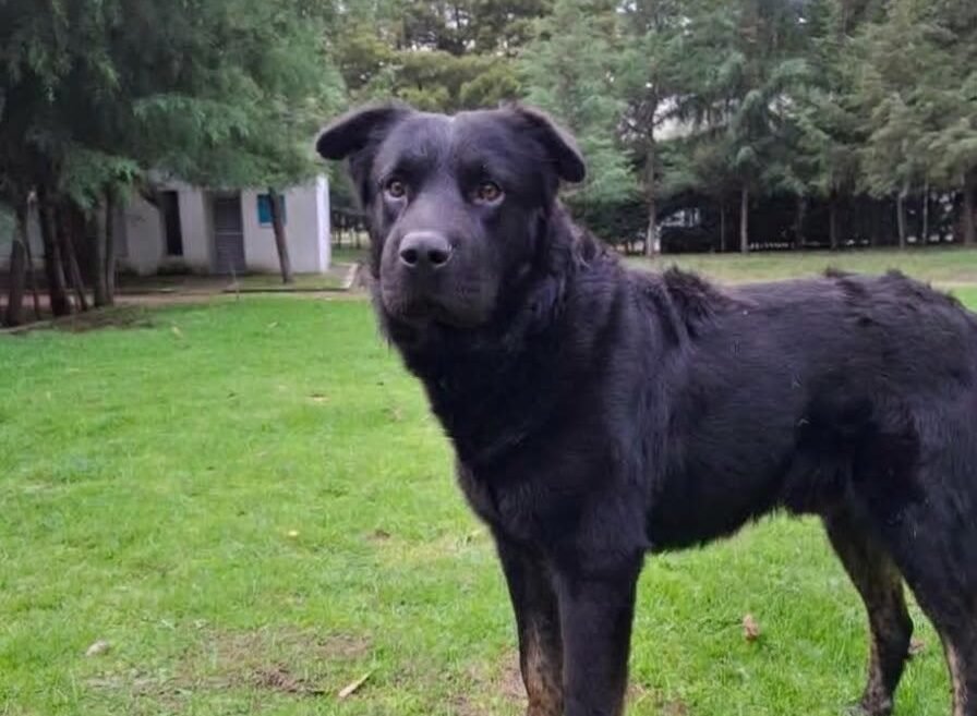 SEDIF y Fiscalía coordinan atención y justicia para canino atropellado en Atlixco