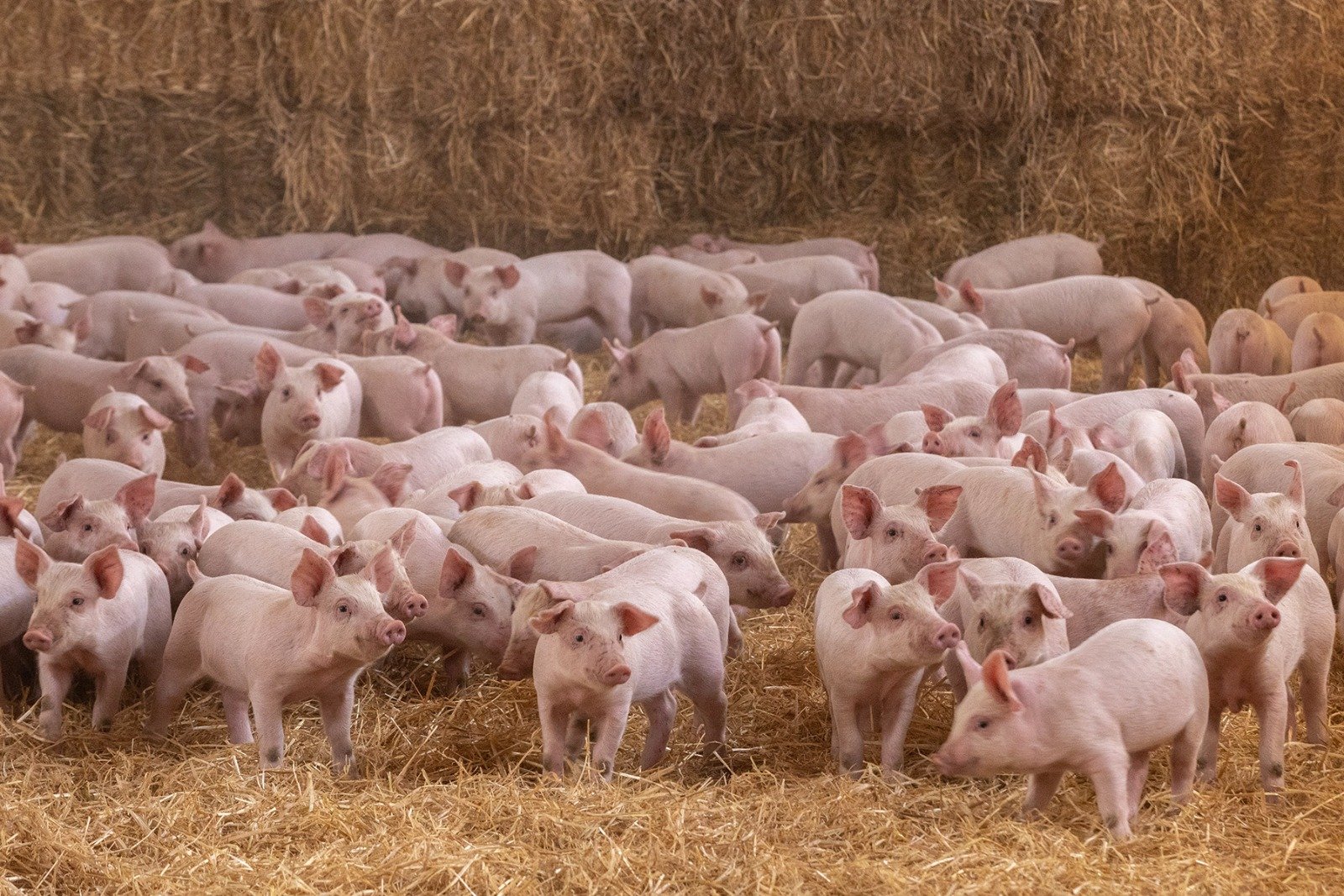 Altosano-Granjas Carroll 7 años con certificación por Bienestar Animal